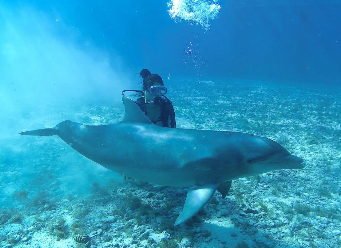 Next Level Caribbean